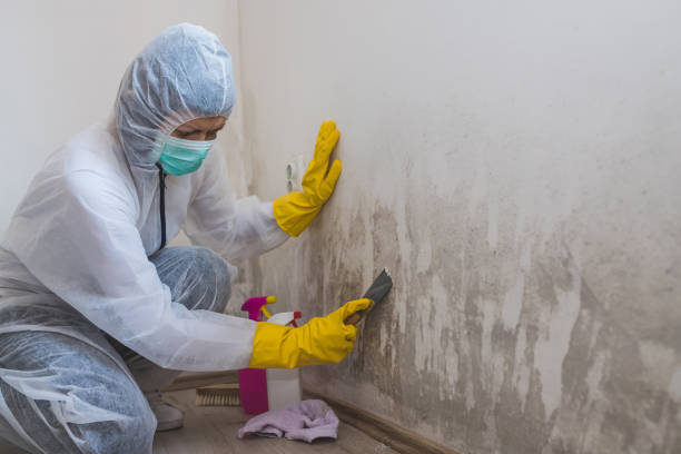 Best Black Mold Removal  in Jurupa Valley, CA