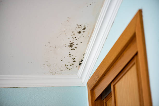 Best Commercial Mold Removal  in Jurupa Valley, CA