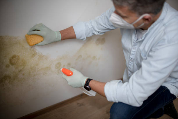 Best Professional Mold Removal  in Jurupa Valley, CA