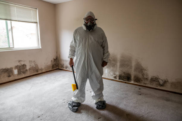 Best Commercial Mold Removal  in Jurupa Valley, CA